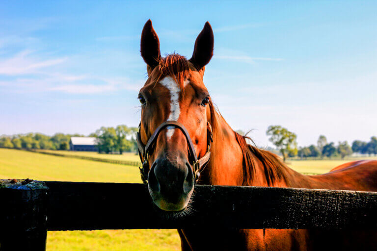 Horse Handling